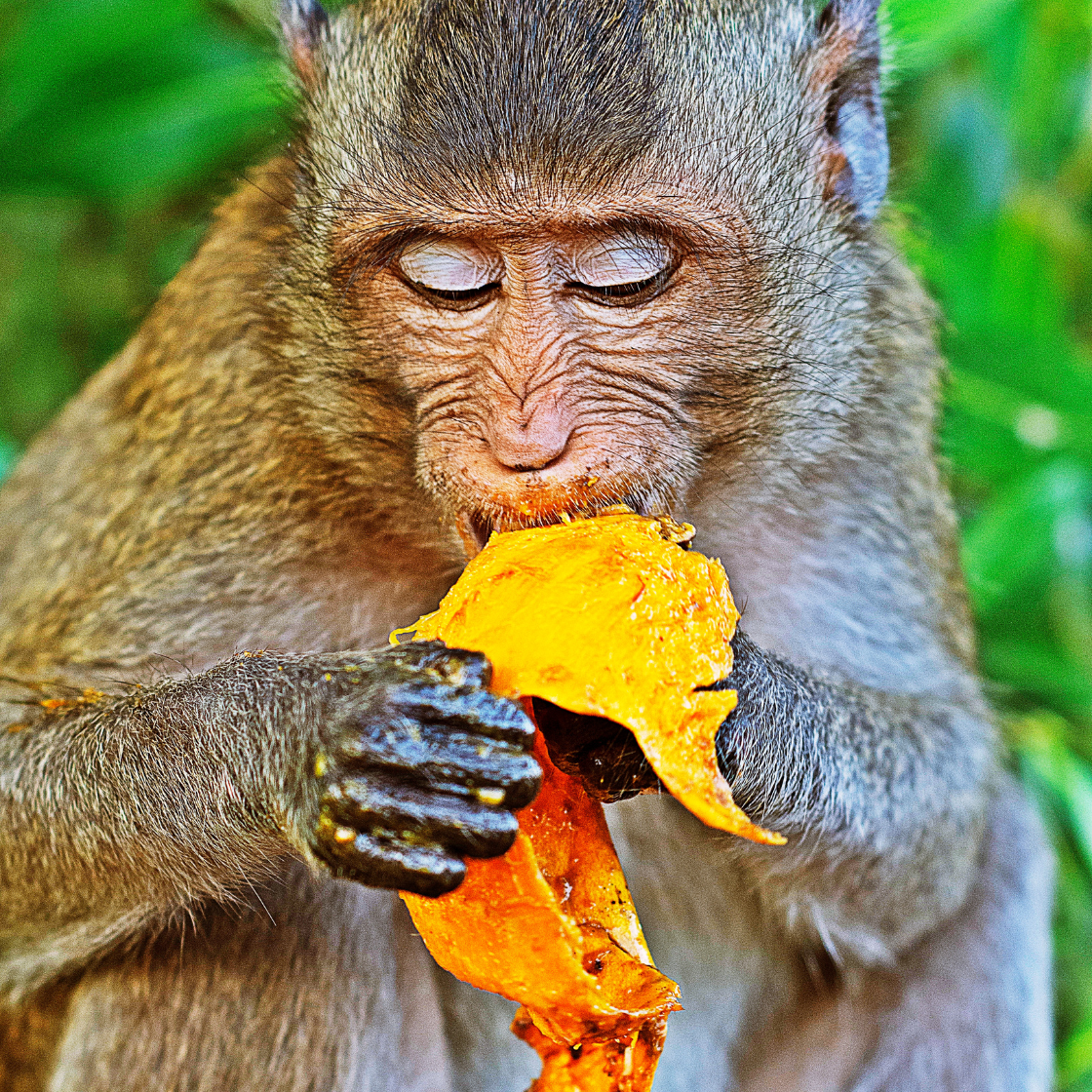 Monkey Farts Room Spray