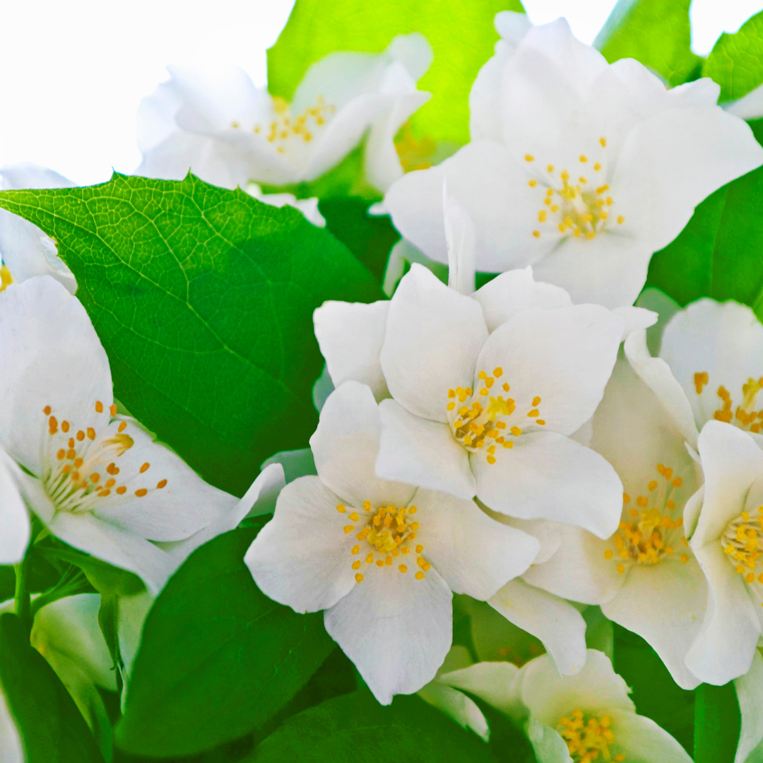 White Jasmine Carpet Freshener