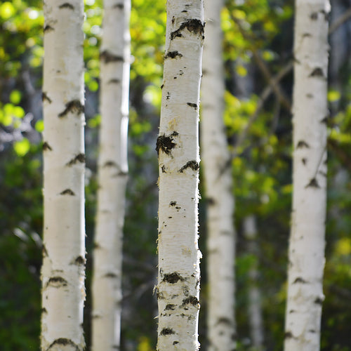 Black Birch spicy sophisticated candle scent