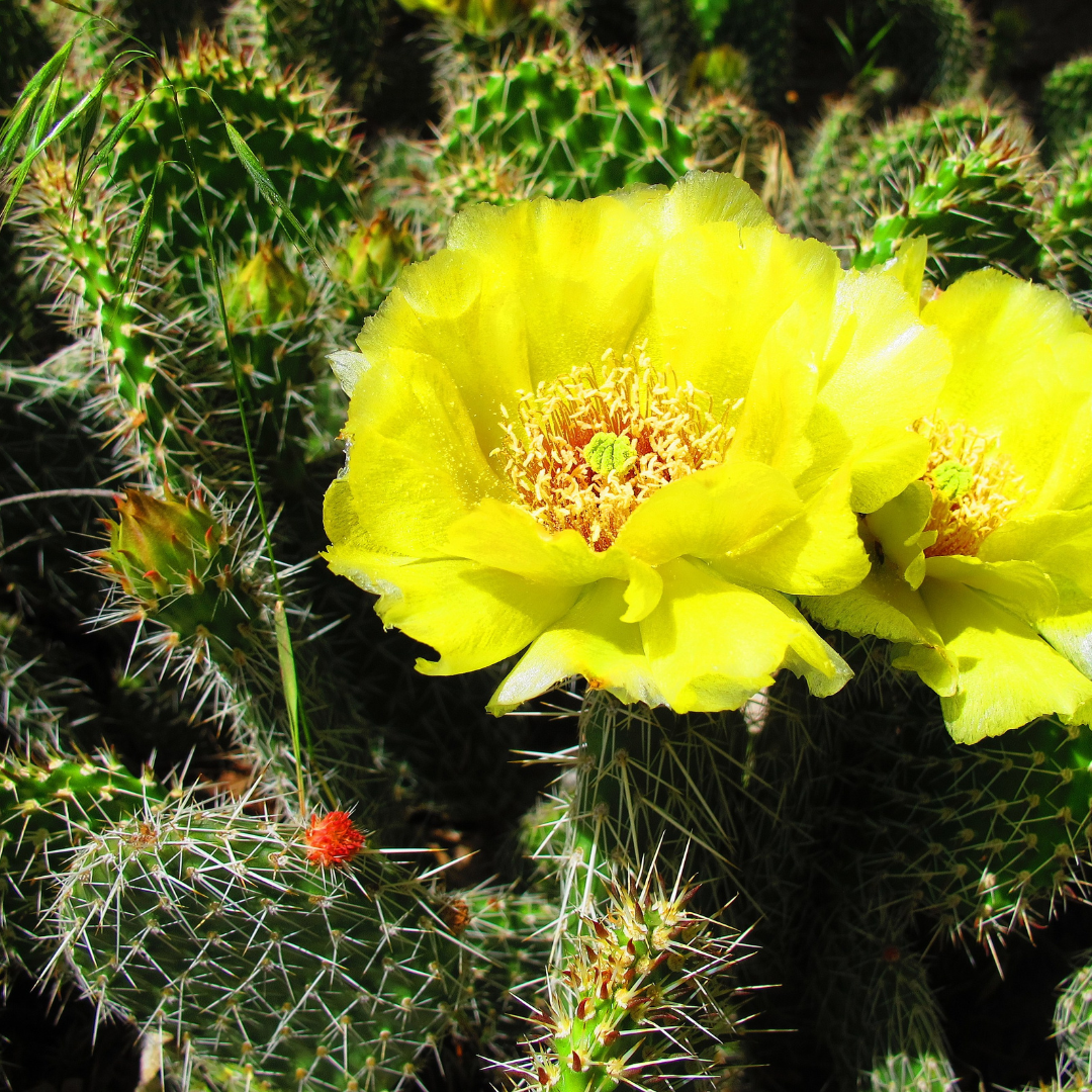 Cactus Bloom Surface Cleaner