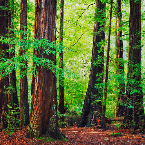 Mahogany Woods | 10 oz. Clear Jar | Coconut Soy Candle
