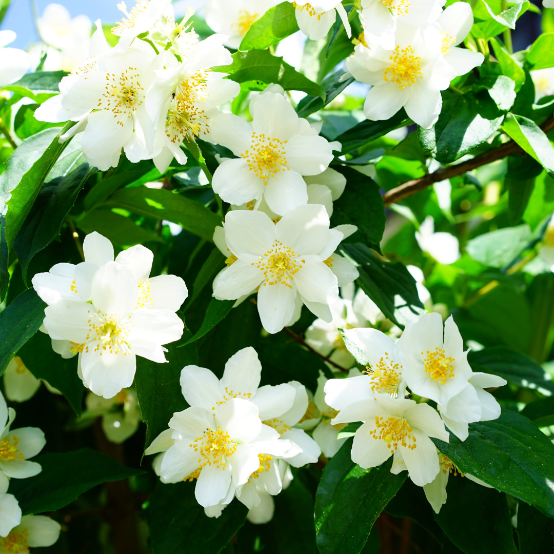 White Jasmine Laundry Soap